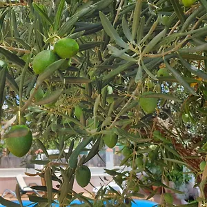 Privatunterkunft El Olivo, Ronda